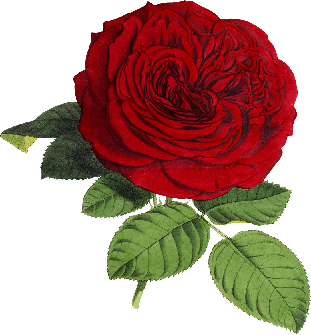 Realistic Illustration of a Rose