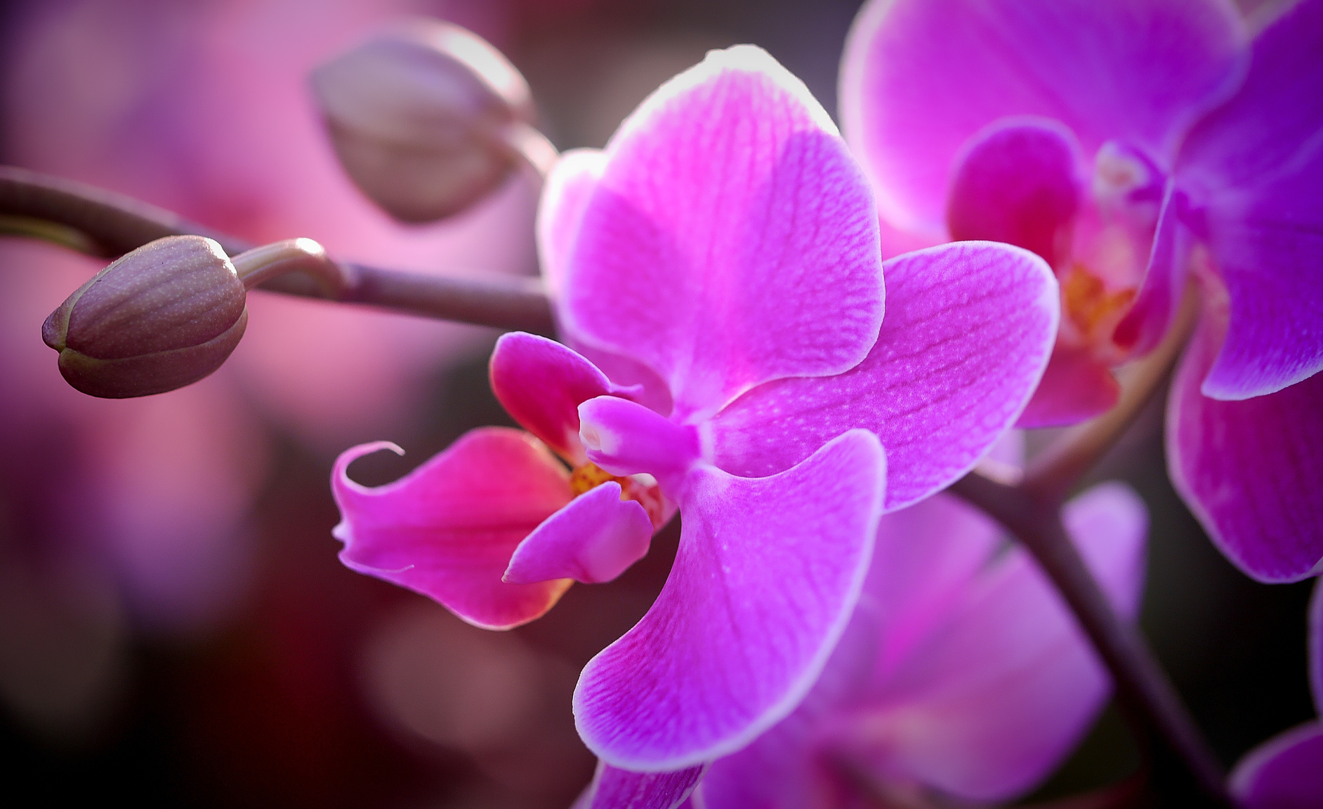 Pink Orchid In A Garden
